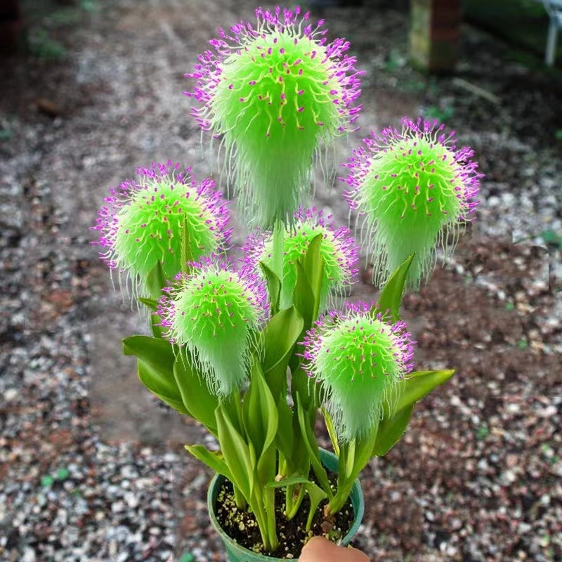 Large Plush Fairy Flowers🧚