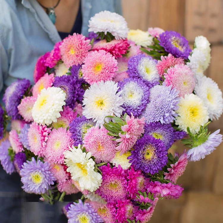 💥Hot-selling products🌼Candy chrysanthemum🌈Colorful chrysanthemum