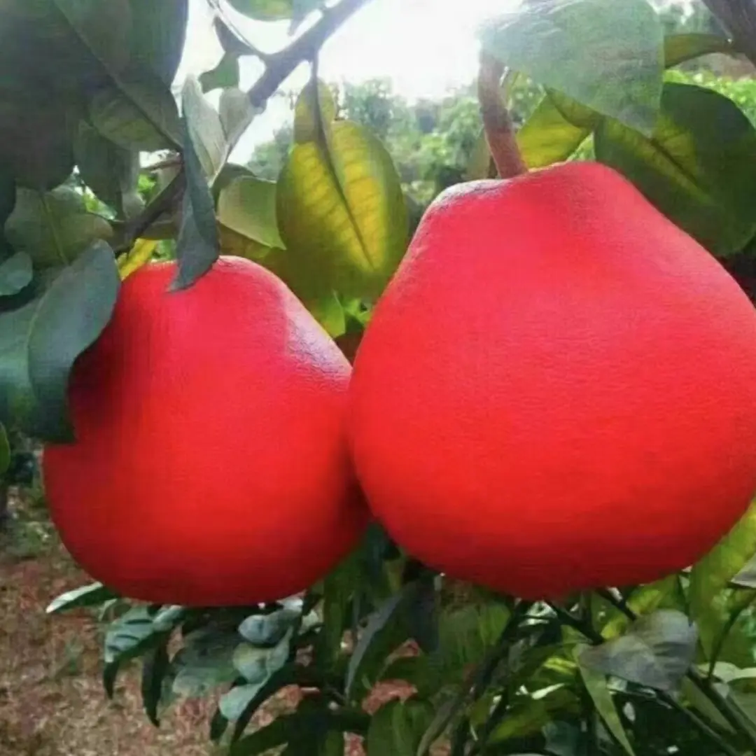 Sweet Red Pomelo Tree Seeds: Sweet, Juicy, & Fragrant Orange-Red Fruit! 🍊 🌿