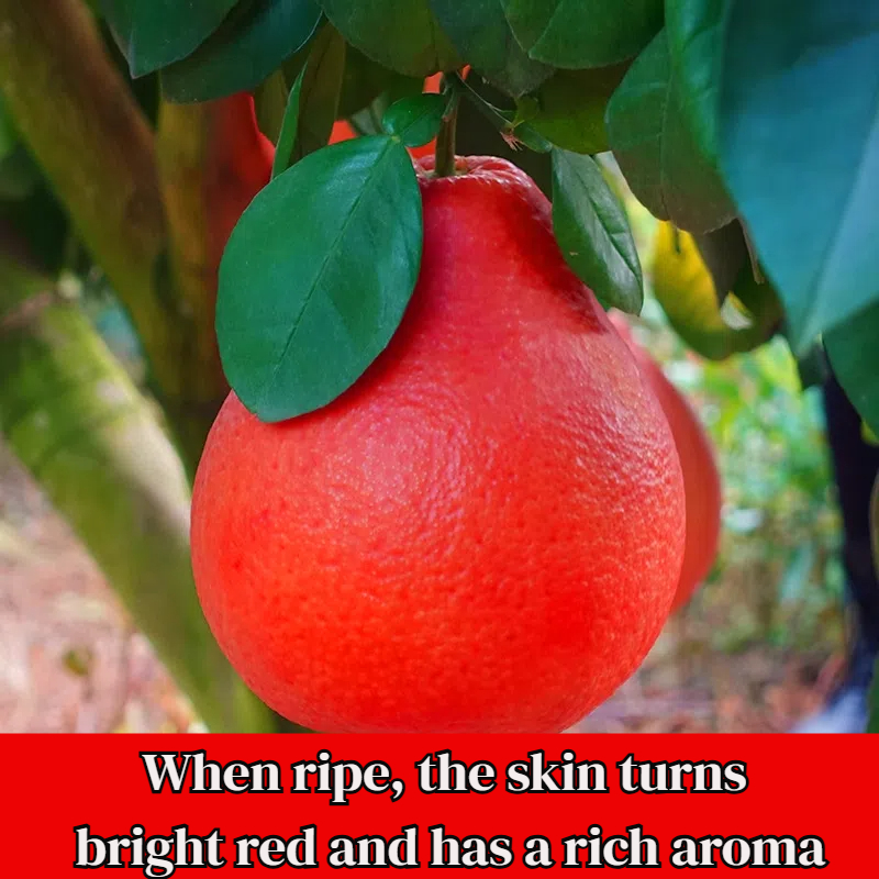 Sweet Red Pomelo Tree Seeds: Sweet, Juicy, & Fragrant Orange-Red Fruit! 🍊 🌿