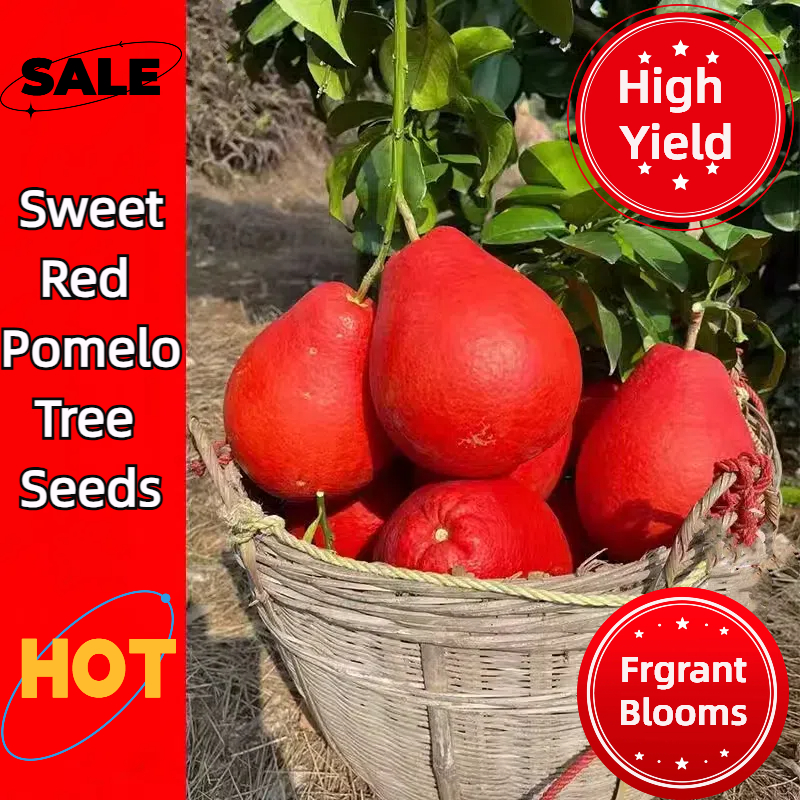 Sweet Red Pomelo Tree Seeds: Sweet, Juicy, & Fragrant Orange-Red Fruit! 🍊 🌿