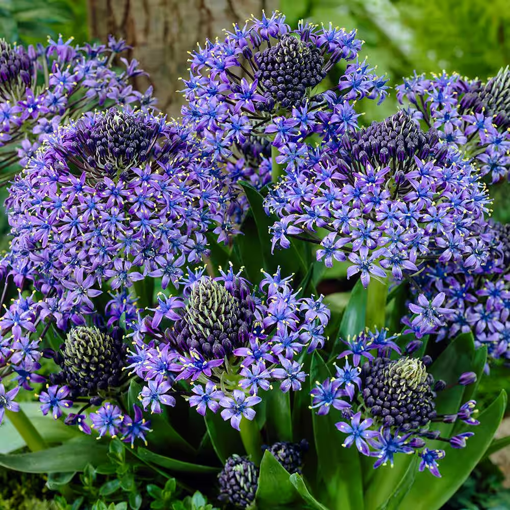 Azure Elegance: Scilla peruviana Bulbs🪴🌟