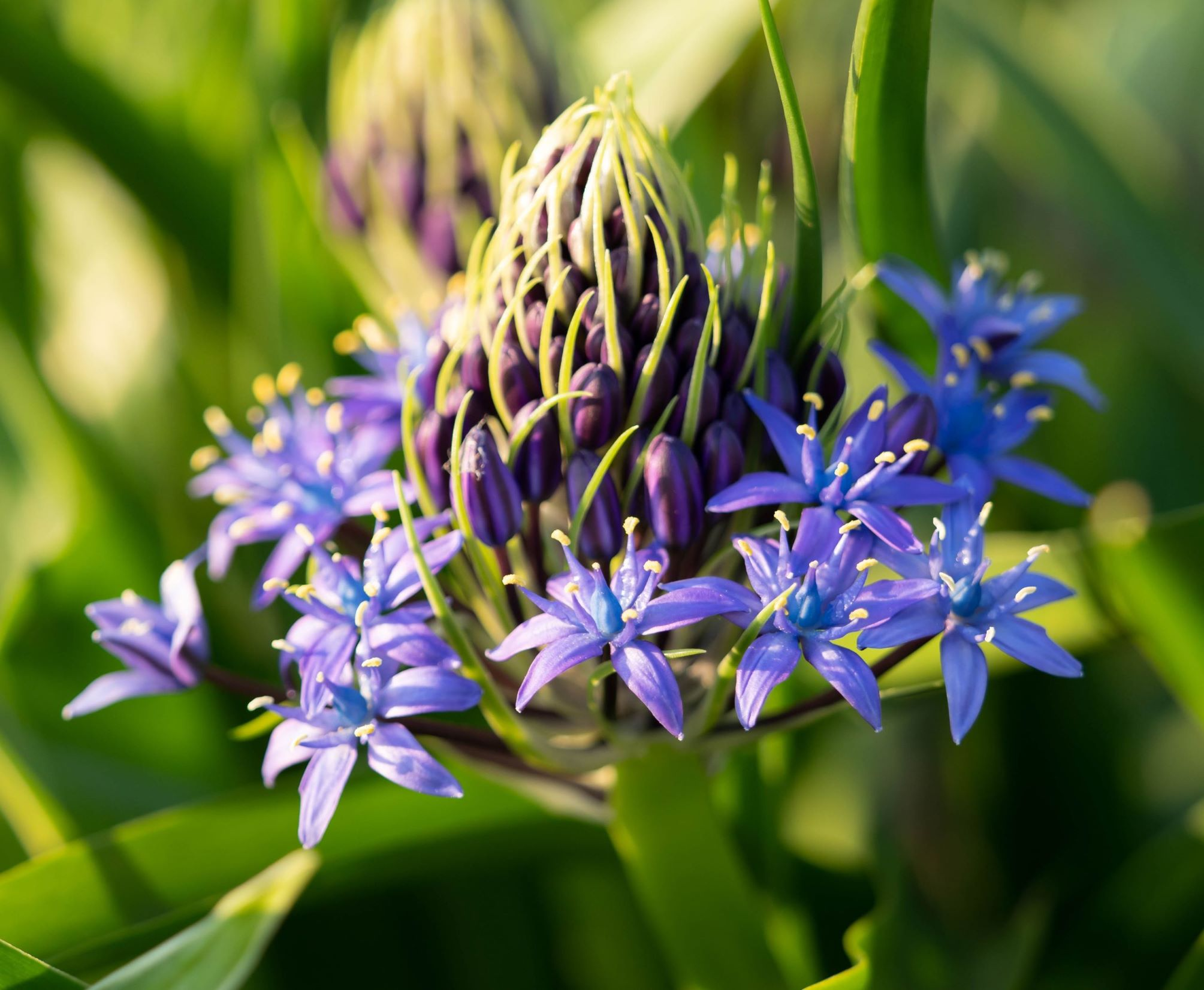 Azure Elegance: Scilla peruviana Bulbs🪴🌟