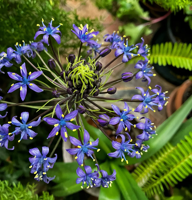 Azure Elegance: Scilla peruviana Bulbs🪴🌟