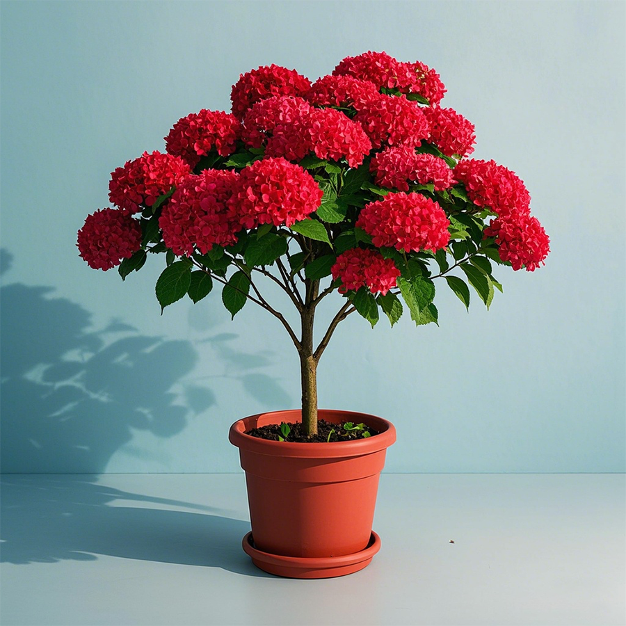 Potted Hydrangea Tree