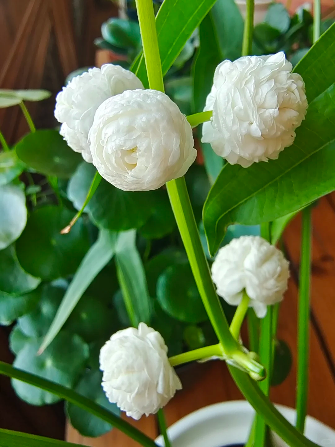 Double-Petaled Sagittaria