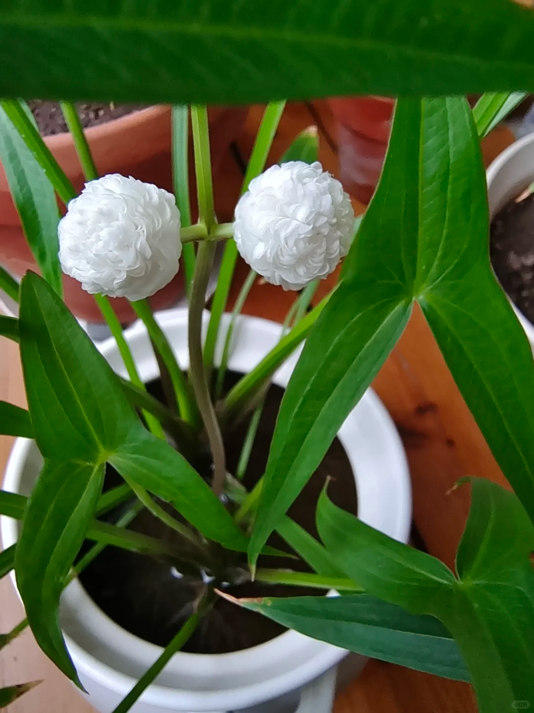 Double-Petaled Sagittaria