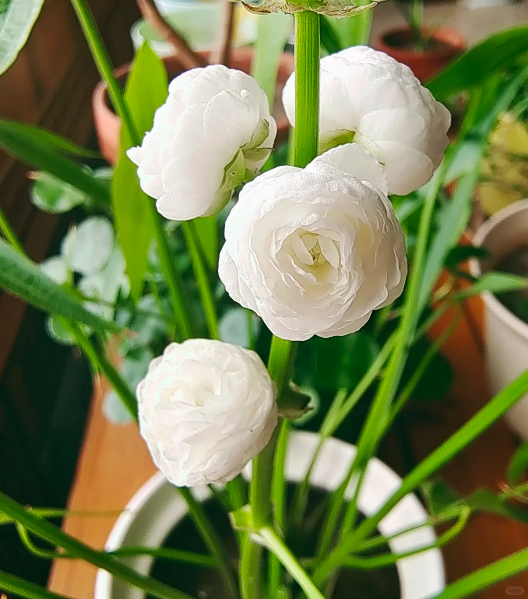 Double-Petaled Sagittaria