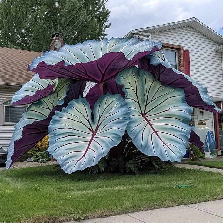 Giant Tropical Caladium Seeds