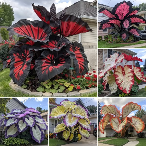 Giant Tropical Caladium Seeds