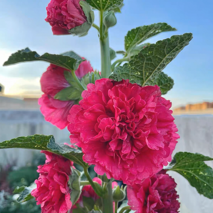 Rare Double Hollyhock Seeds