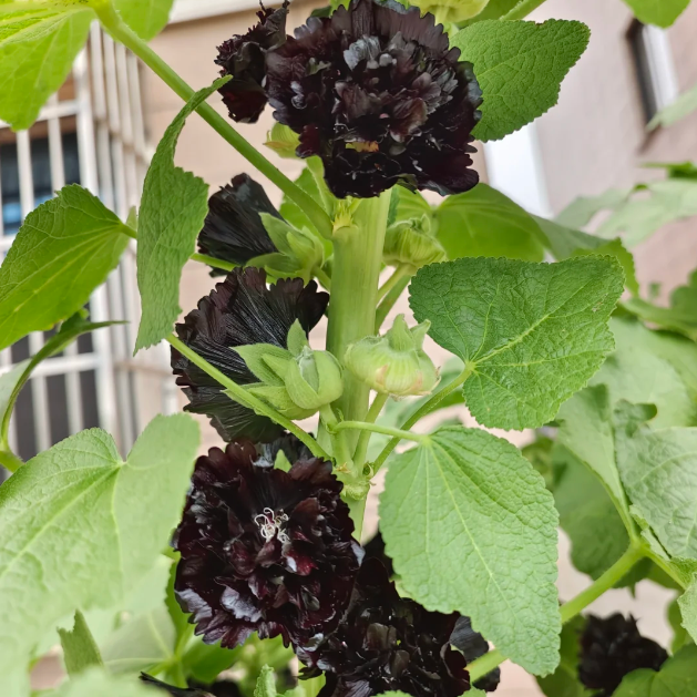 Rare Double Hollyhock Seeds