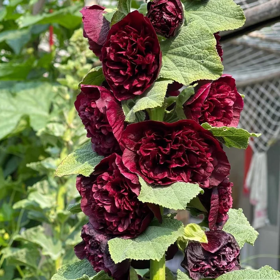 Rare Double Hollyhock Seeds