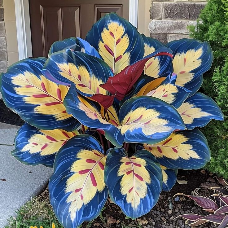 🌿 Colorful Hosta Seeds – The King of Shade in the Garden! 🌿