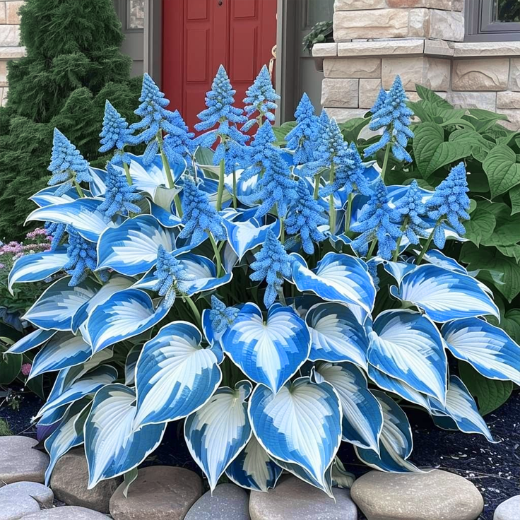 🌼 High Quality Hosta Seeds - Colorful Garden Decoration 🌿-#2