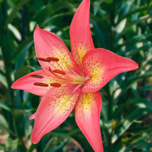 🌿 Forever Susan Lily Bulbs – Create a Stunning Garden! 🌸