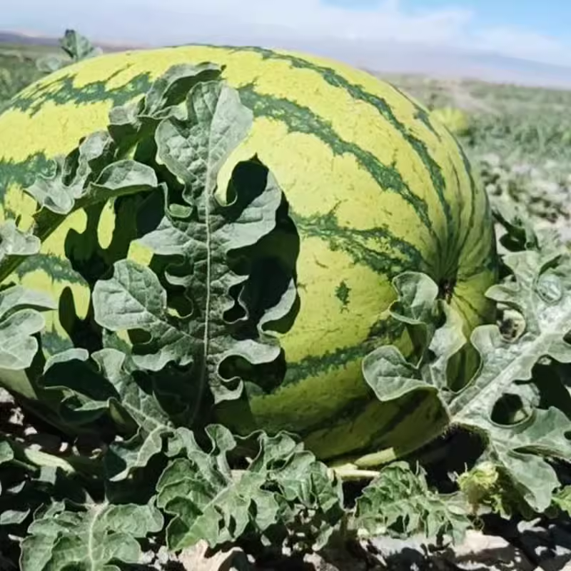 Lazy Man's Watermelon Seeds
