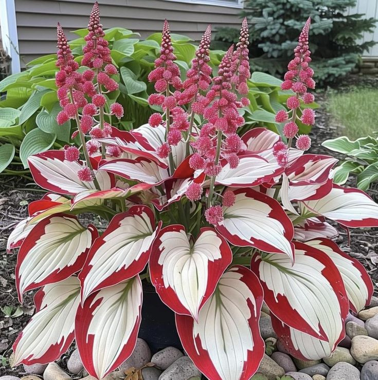 "Red & White Duo Blooms Collection" — Classic Elegance, Year-Round Drama