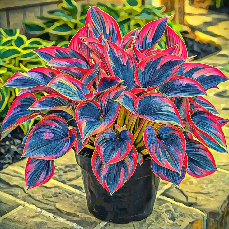 Twilight-Potted Alocasia Bulbs 🍃