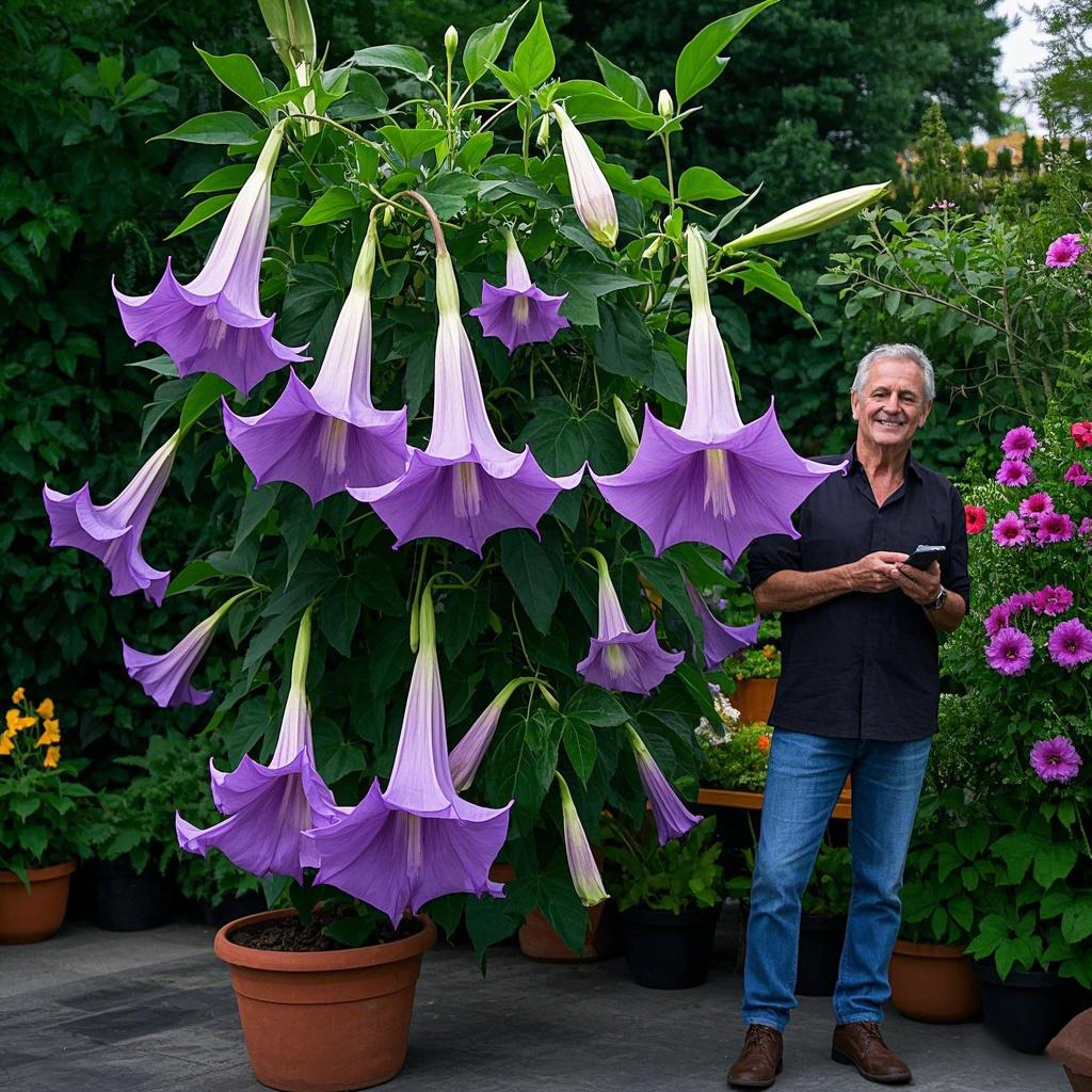 Datura Brugmansia Seeds