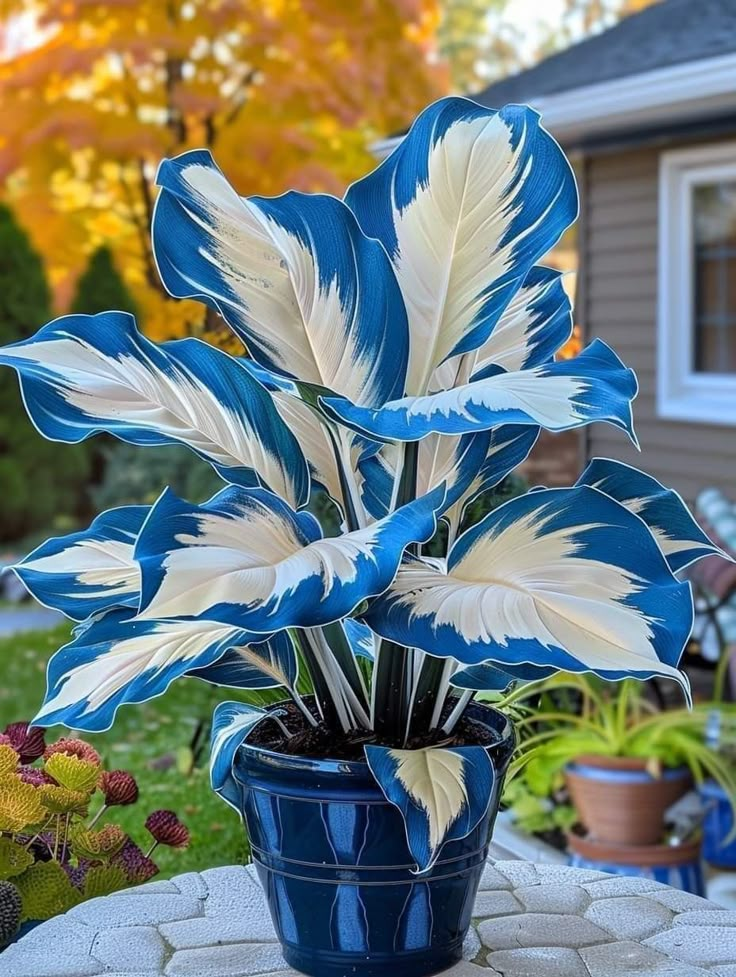 🎨🪴 Colorful Leaves– Grow Your Own Caladium