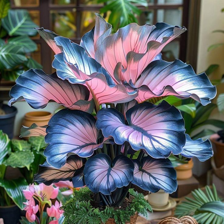 🎨🪴 Colorful Leaves– Grow Your Own Caladium#19