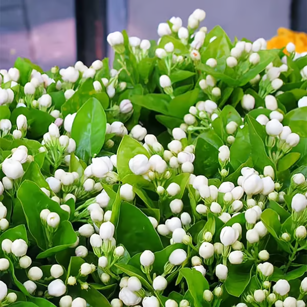 LAST DAY Promotion🌸Double Jasmine Seeds（Free Nutrient Solution）