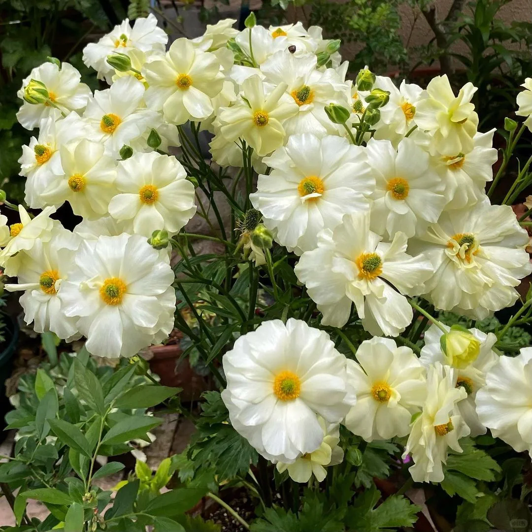🦋 Butterfly Ranunculus Bulbs🌸
