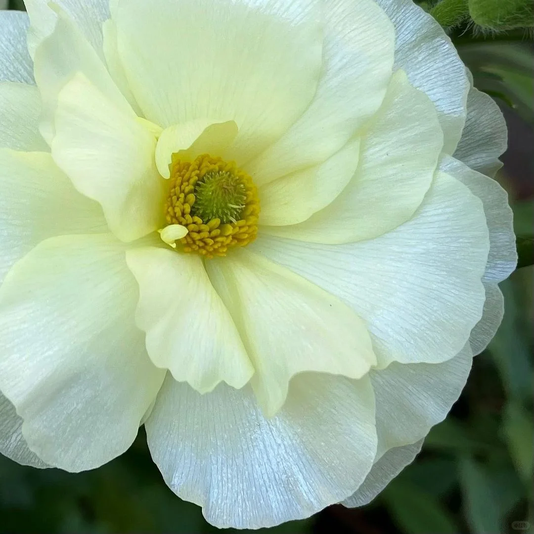 🦋 Butterfly Ranunculus Bulbs🌸