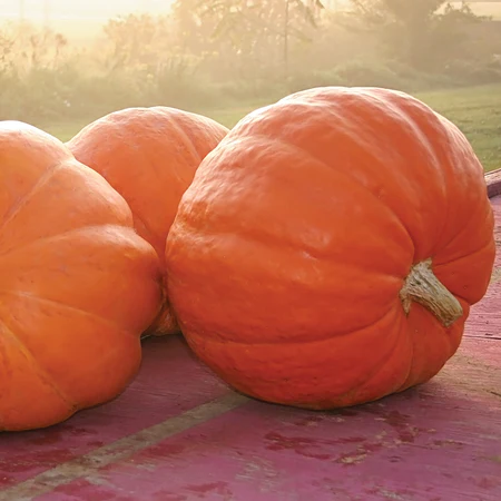 Pumpkin Big Moose - Giant Pumpkin