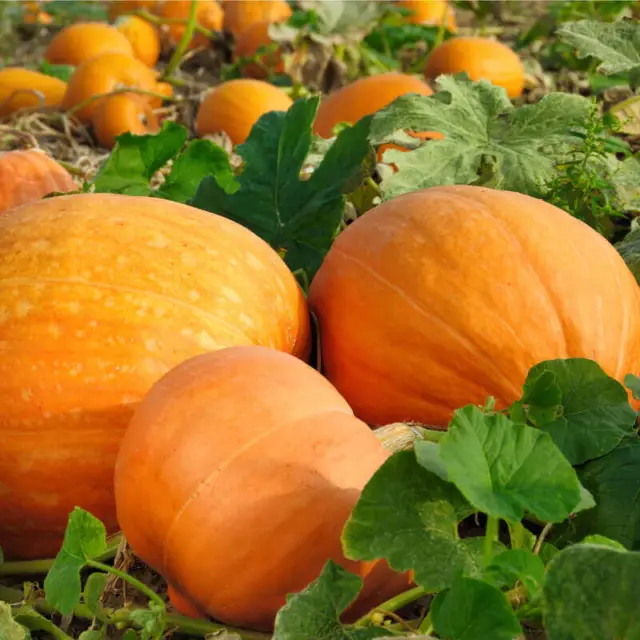 Pumpkin Big Moose - Giant Pumpkin