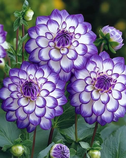 Rare Dahlias#11