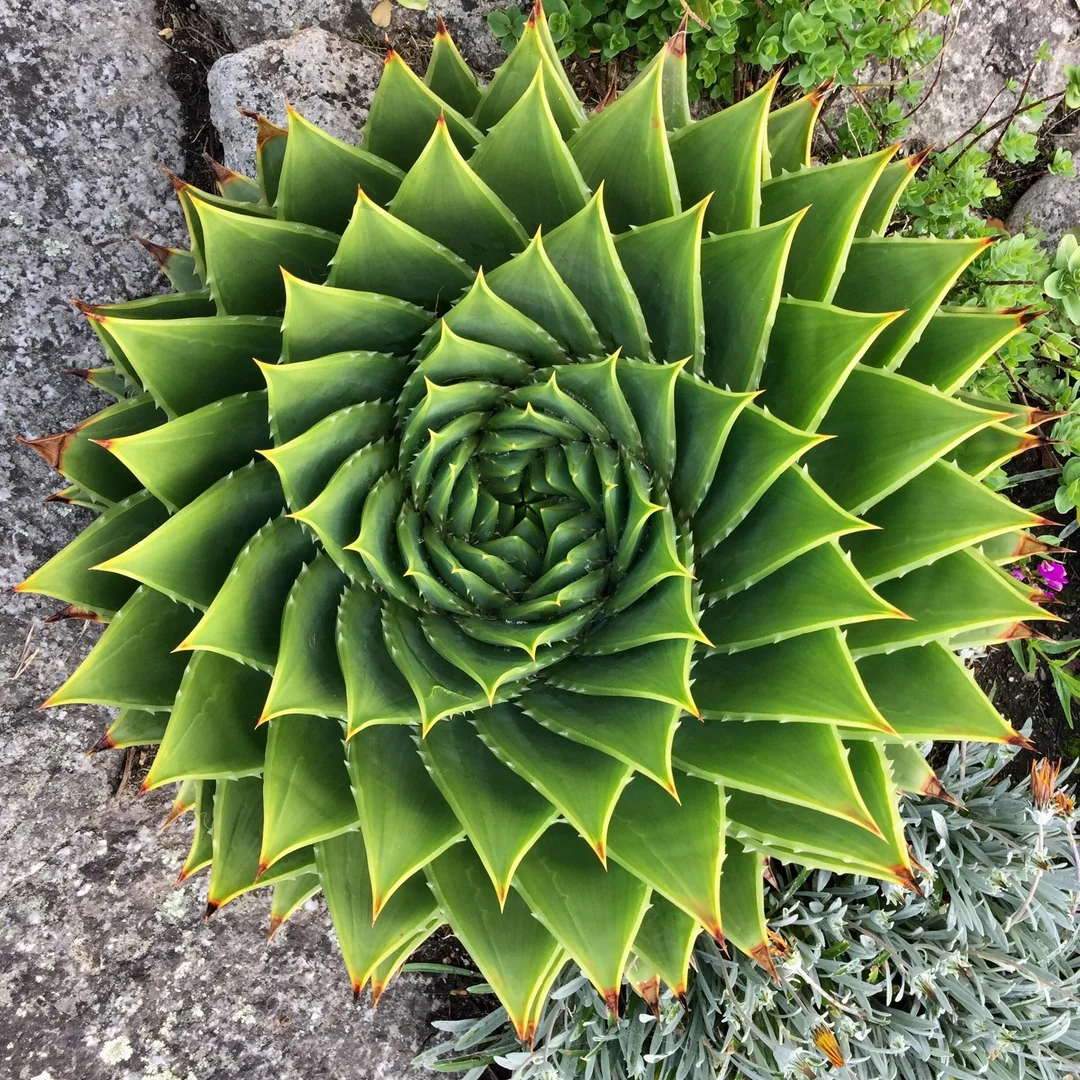 🌱Rare Spiral Aloe🪴Queen of the Succulent Aloe Polyphylla