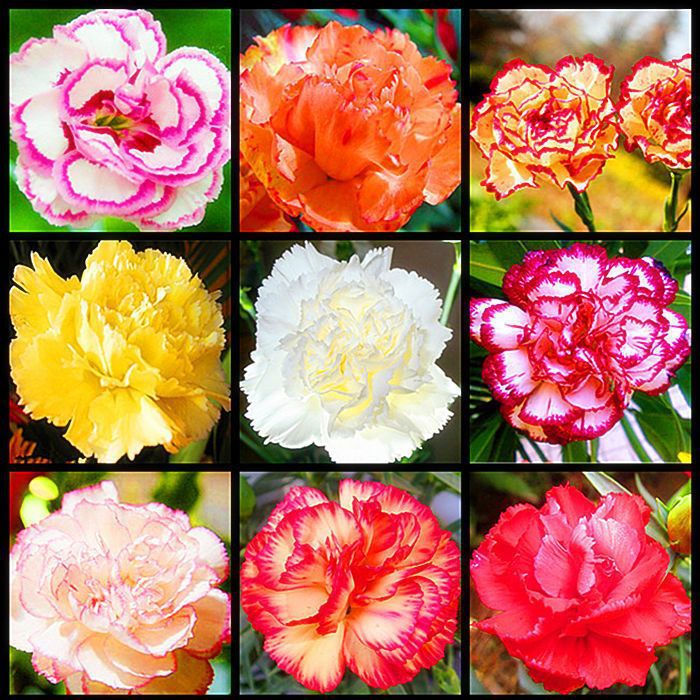 Carnation Chabaud Mix 10 Colors Dianthus Seeds
