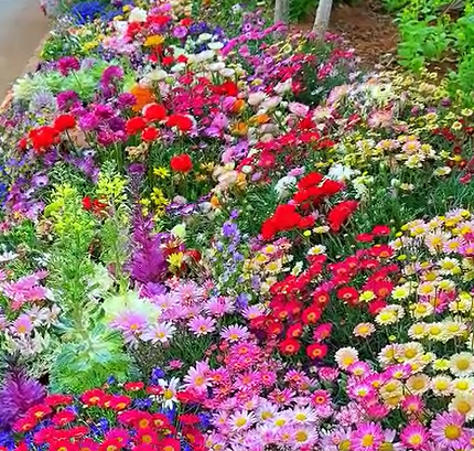 Mixed Seasonal Blooming Flower Seeds - Easy Care-chloriseeds