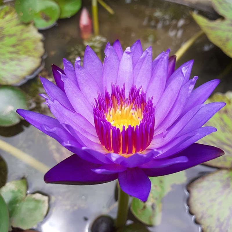 💖Rabatt zum halben Preis✨Wanlian🌱Einfach zu pflanzen