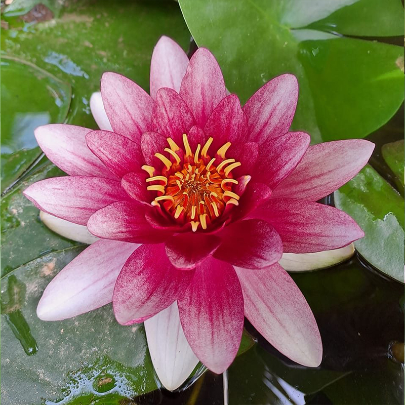 💖Rabatt zum halben Preis✨Wanlian🌱Einfach zu pflanzen