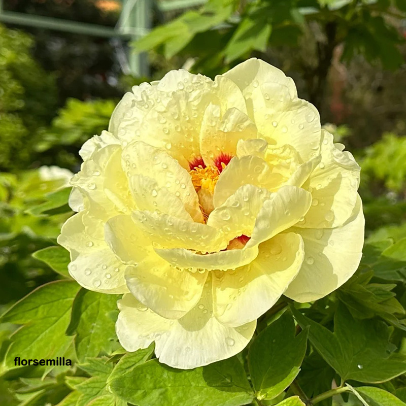 🚀Descuento a mitad de precio💖Semillas de peonía ✨Tamaño de flor grande