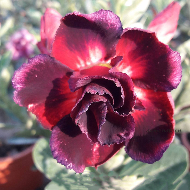 🚀Erstaunliche Pflanzen💖Wüstenrosensamen🌱Super einfach zu züchten