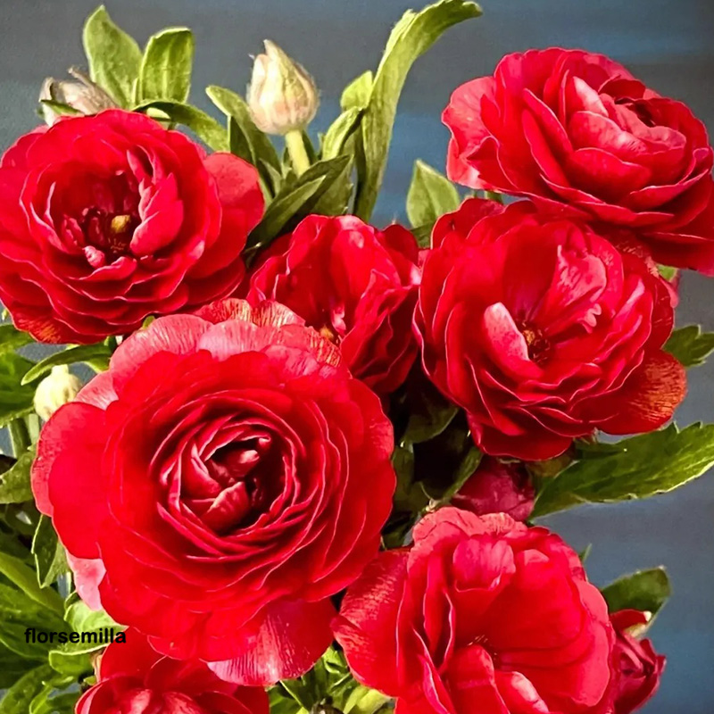 🚀Descuento a mitad de precio💖Semillas de peonía ✨Tamaño de flor grande