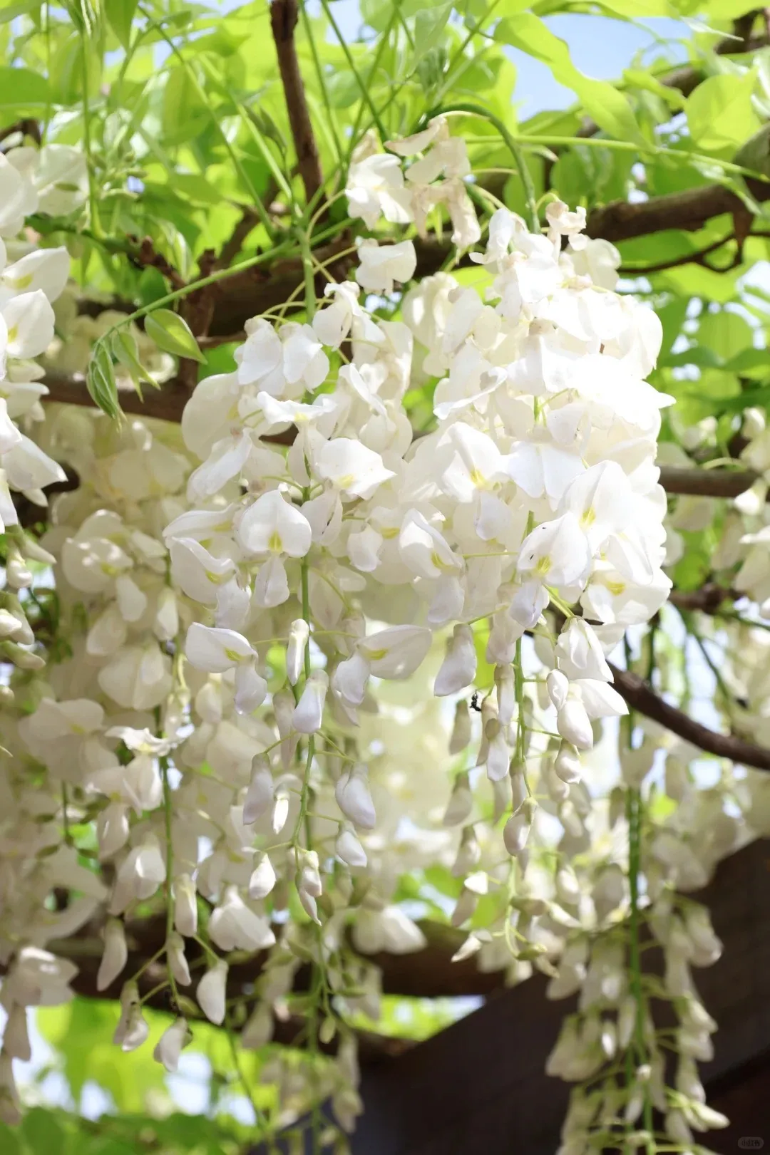 🚨50% DI SCONTO🚀Venditissimi💜Semi di vite di glicine viola