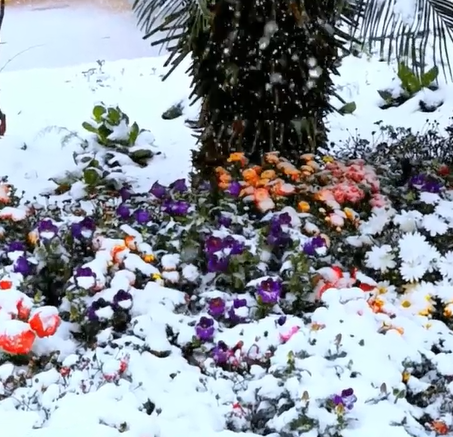 Mixed Seasonal Blooming Flower Seeds - Easy Care-chloriseeds