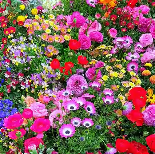 Mixed Seasonal Blooming Flower Seeds - Easy Care-chloriseeds