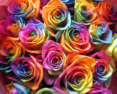 Rainbow Rose Seeds-chloriseeds