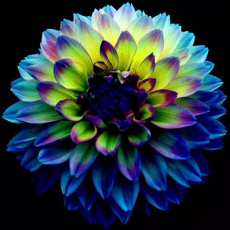 Rare Dahlias-chloriseeds