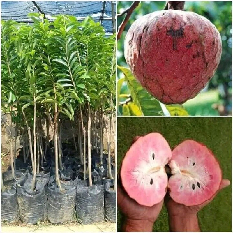Red Custard Apple Tree Seeds