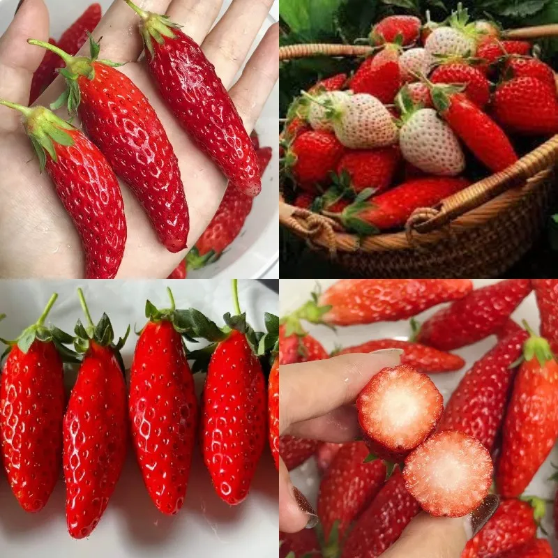 🪴Rare Strawberry Fruits Seeds🍓Various Strawberry