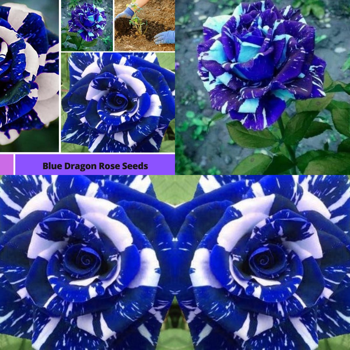 Blue Dragon Rose Seeds