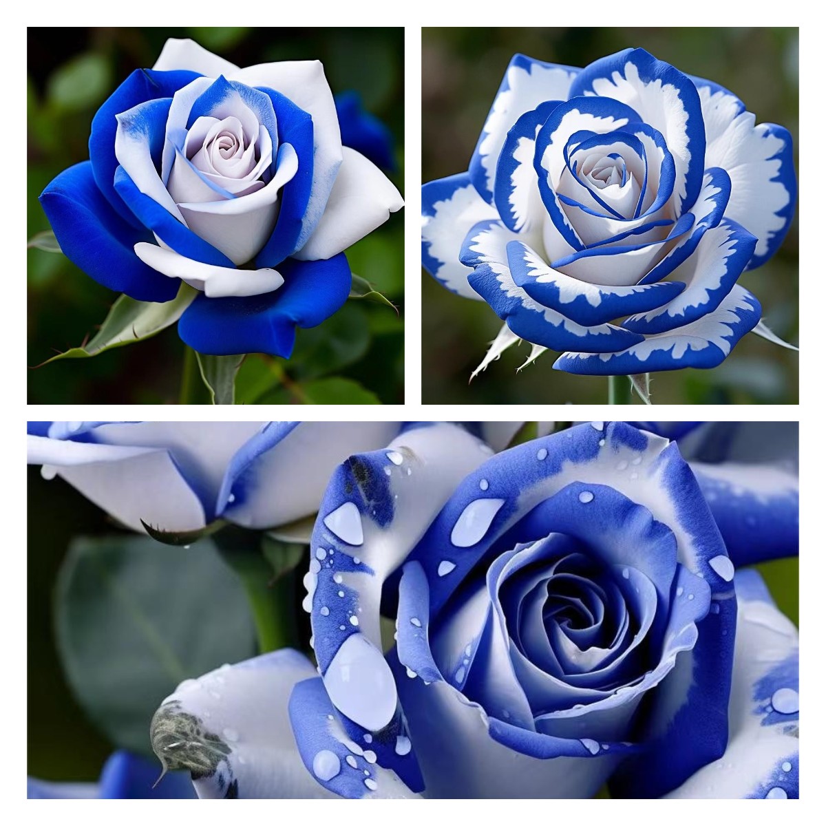 💙Blue White Roses：A Delightful Blend of Elegance and Serenity