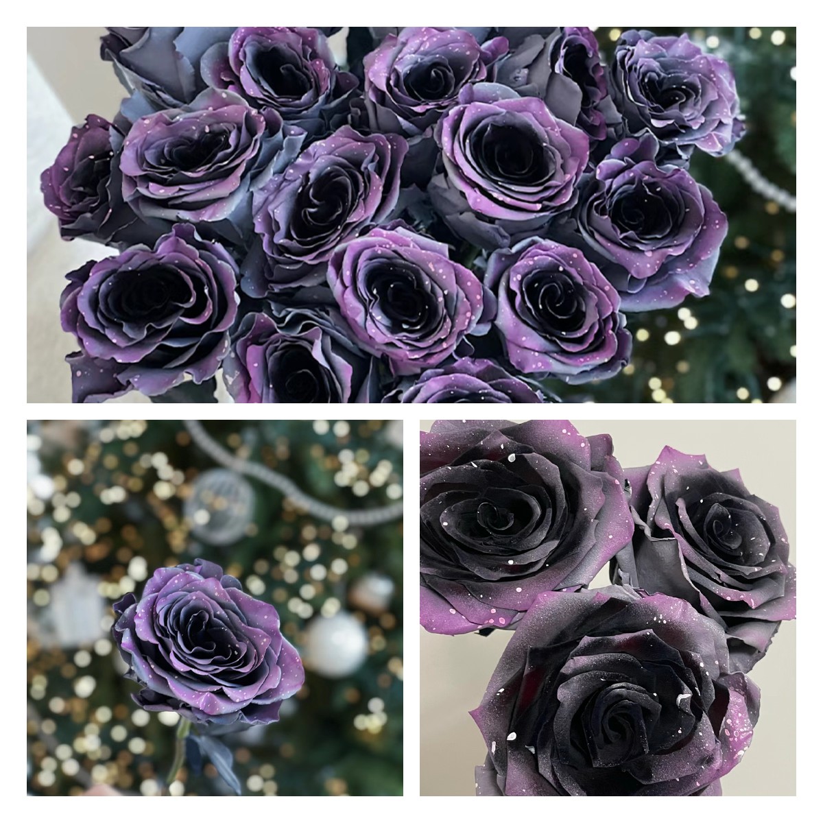 🌹Ecuadorian Roses - Rare Roses-chloriseeds